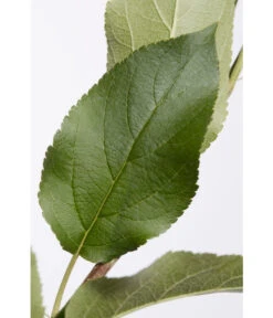 Apfel-Duo 'Jonagold'/'Elstar' -Gartenbedarf Angebote 7639248 PR DE 001 ApfelElstarJonagoldDuoMalus95LiterDehnerExpressZS