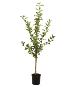 Apfel-Duo 'Jonagold'/'Elstar' -Gartenbedarf Angebote 7639248 PR FS 001 ApfelElstarJonagoldDuoMalus95LiterDehnerExpressZS