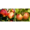 Apfel-Duo 'Jonagold'/'Elstar' -Gartenbedarf Angebote 7639248 WE MO 002 ApfelDuoJonagoldElstarElstarJonagoldDuo