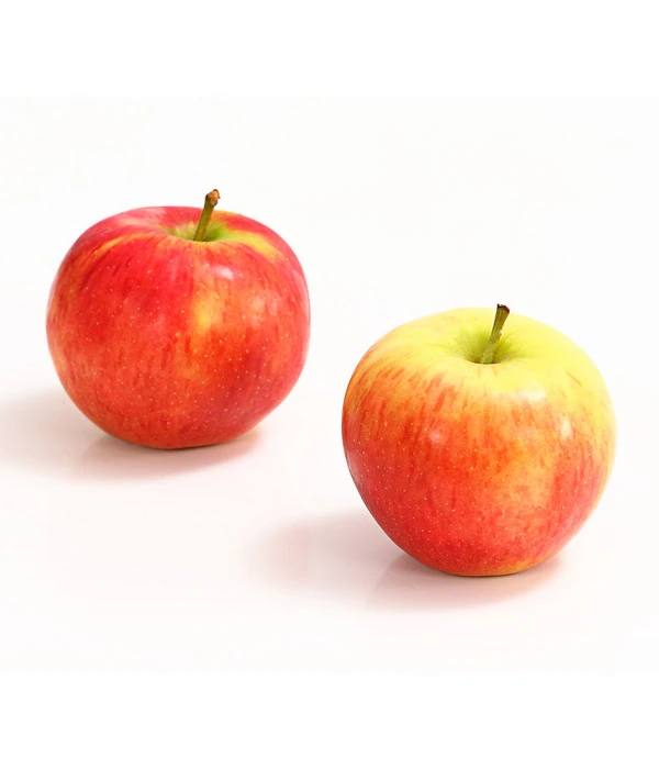 Herbstapfel 'Gerlinde' 3 Herbstapfel 'Gerlinde'