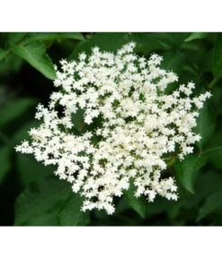 Großfruchtiger Holunder 'Haschberg' -Gartenbedarf Angebote 7662760 PR DE 002 SambucusHolunderHaschbergPixabay