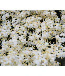 Großfruchtiger Holunder 'Haschberg' -Gartenbedarf Angebote 7662760 WE DE 003 SambucusHolunderBluete