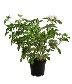 Großfruchtiger Holunder 'Haschberg' -Gartenbedarf Angebote 7662760 WE FS 002 SambucusHolunderHaschberg