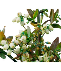 Heidelbeere 'Goldtraube' -Gartenbedarf Angebote 7665318 PR DE 002 HeidelbeereGoldtraubeHeidelbeereGoldtraubeBusch