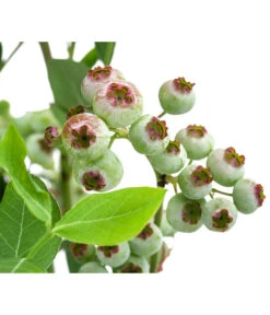 Heidelbeere 'Goldtraube' -Gartenbedarf Angebote 7665318 WE DE 003 VacciniumHeidelbeereGoldtraube3L