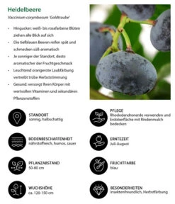 Heidelbeere 'Goldtraube' -Gartenbedarf Angebote 7665318 WE IG 001 HeidelbeereVacciniumcorymbosumGoldtraube