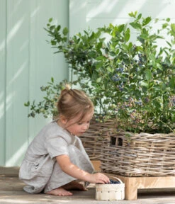 Heidelbeere 'Goldtraube' -Gartenbedarf Angebote 7665318 WE MO 001 HeidelbeereGoldtraube