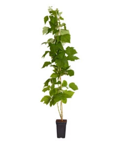 Bestseller -Gartenbedarf Angebote 7666662 PR FS 002 Himbeere HomeCaneDehnerExpressZS