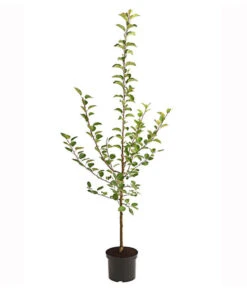 Apfel-Duo 'Jonagold/Boskoop' -Gartenbedarf Angebote 7691769 PR FS 001 ApfelDuoJonagoldBoscopMalus95LiterDehnerExpressHerzig