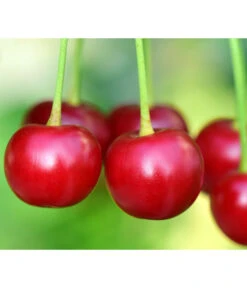 Säulenkirsche 'Victoria' -Gartenbedarf Angebote 7697170 PR DE 001 PrunusSaeulenkirscheVictoriaPixabay