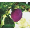 Dehner Pflaume 'Königin Viktoria' -Gartenbedarf Angebote 7702558 PR FS 001 PrunusPflaumeKoeniginVictoriaPixabayRet