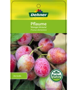 Dehner Pflaume 'Königin Viktoria' -Gartenbedarf Angebote 7702558 PflaumeKoeniginVictoria Etikett 1