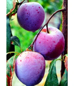 Dehner Pflaume 'Königin Viktoria' -Gartenbedarf Angebote 7702558 WE MO 002 PflaumeKoeniginViktoriaPixabay
