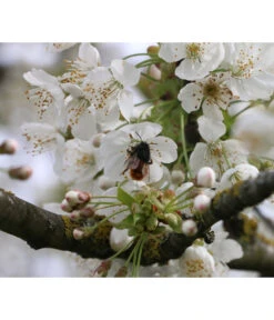 Süßkirsche 'Merchant' 8 Süßkirsche 'Merchant' -Gartenbedarf Angebote 7710205 PR DE 002 PrunusSuesskirscheMerchantPixabay