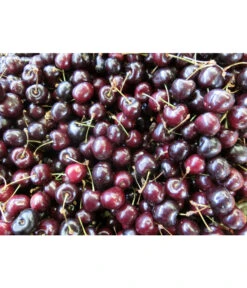 Süßkirsche 'Merchant' 9 Süßkirsche 'Merchant' -Gartenbedarf Angebote 7710205 WE MO 002 KirscheMerchantPixabay