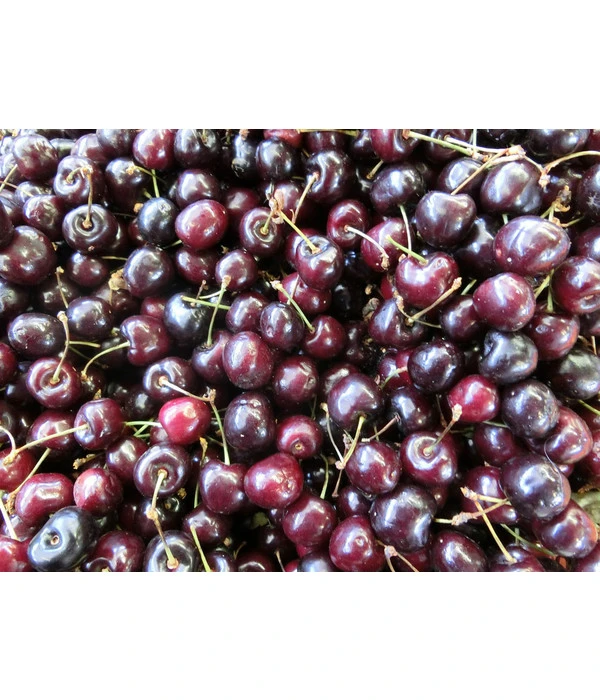 Süßkirsche 'Merchant' 6 Süßkirsche 'Merchant' – Bild 4