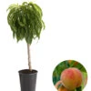 Zwergpfirsich 'Bonanza' -Gartenbedarf Angebote 7723992 WE FS 001 ZwergpfirsichBonanza