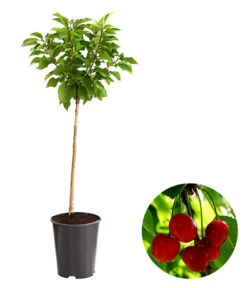 Bestseller 16 Zwergsauerkirsche