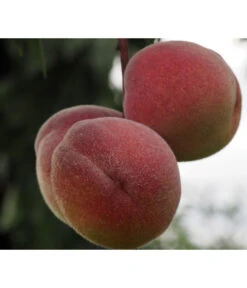 Pfirsich 'Rubira', Rotblättrig
