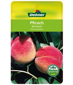 Dehner Pfirsich 'Red Haven' 6 Dehner Pfirsich 'Red Haven' -Gartenbedarf Angebote 7728827 PfirsichRedHeaven Etikett 1