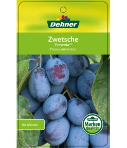 Zwetschge 'Presenta' -Gartenbedarf Angebote 7729460 ZwetschePresenta Etikett 1