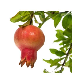 Granatapfel -Gartenbedarf Angebote 7733470 PR DE 001 PunicaGranatapfelDehnerExpressHerzig