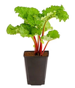 Bestseller -Gartenbedarf Angebote 7736028 PR FS 002 RhabarberHimbeere2LiterDehnerExpressHerzig