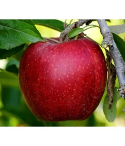 Säulenapfel 'Redcats' 5 Säulenapfel 'Redcats' -Gartenbedarf Angebote 7752462 PR DE 001 MalusApfelRedcatsPixabay