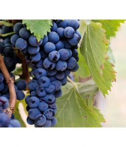 Dehner Gourmet Garten Tafeltraube 'Muscat Blue' -Gartenbedarf Angebote 7779101 PR DE 002 VitisWeintraubenMuscatBleuPixabay