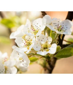 Sommerbirne 'Williams Christ' 10 Sommerbirne 'Williams Christ' -Gartenbedarf Angebote 7780539 PR DE 022 BirneWilliamsChristPixabay