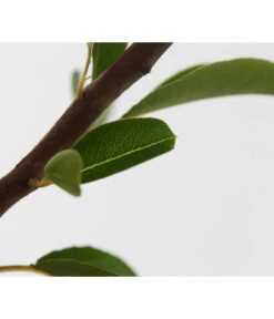 Sommerbirne 'Williams Christ' 11 Sommerbirne 'Williams Christ' -Gartenbedarf Angebote 7780539 WE DE 001 BirneWilliamChristBuschPyrus