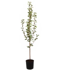 Sommerbirne 'Williams Christ' 8 Sommerbirne 'Williams Christ' -Gartenbedarf Angebote 7780539 WE FS 001 BirneWilliamChristBuschPyrus95Liter
