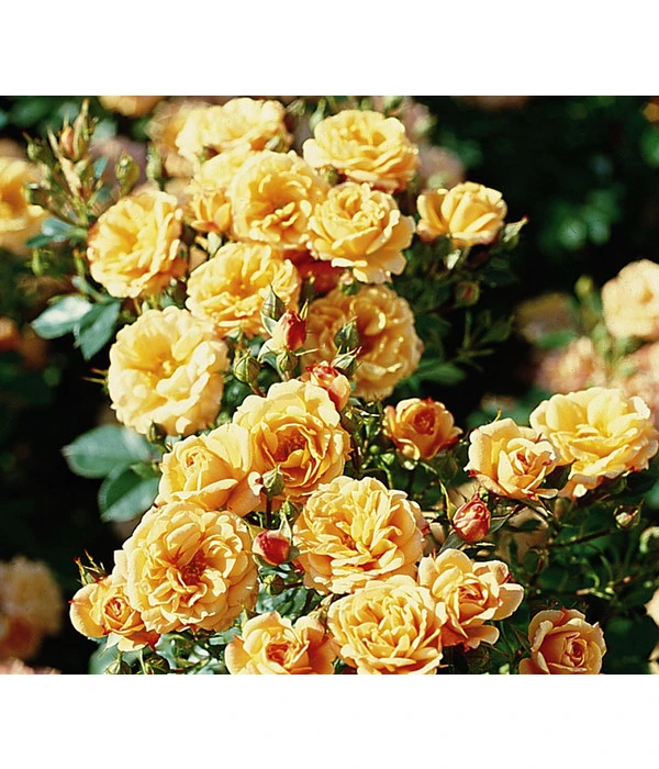 Zwergrose 'Apricot Clementine®' 3 Zwergrose 'Apricot Clementine®'