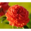 Kletterrose 'Naranga®' -Gartenbedarf Angebote 7803836 PR MO 001 KletterroseNaranga6LRosenTantauRet