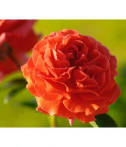 Kletterrose 'Naranga®'