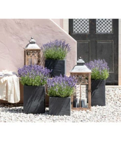 Dehners Bienen-Lavendel, 4er-Set -Gartenbedarf Angebote 7805773 WE MO 001 Lavendel