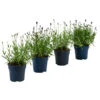 Lavendel-Set Lavendel-Vielfalt, 4-teilig -Gartenbedarf Angebote 7805781 WE FS 001 LavendelpaketMixLavandula4PflanzenT12