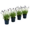Dehners Bienen-Lavendel, 4er-Set -Gartenbedarf Angebote 7805799 WE FS 001 LavendelpaketBieneBienenlavendelLavandula4PflanzenT12
