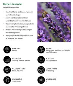 Lavendel-Set Lavendel-Vielfalt, 4-teilig -Gartenbedarf Angebote 7805799 WE IG 001 BienenLavendel