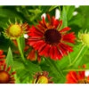 Sonnenbraut, Rot 1 Sonnenbraut, Rot -Gartenbedarf Angebote 7826563 WE DE 001 HeleniumSonnenbrautT19DehnerExpressHerzig