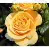 Edelrose 'Candlelight®' 2 Edelrose 'Candlelight®' -Gartenbedarf Angebote 7827215 PR DE 001 EdelroseCandlelightTantau