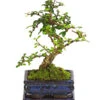 Bonsai Fukientee - Carmona Microphylla, 6 Jahre -Gartenbedarf Angebote 7977028 WE FS 001 BonsaiFukienteeCarmonaMicrophylla6JahreDehnerExpressHerzig