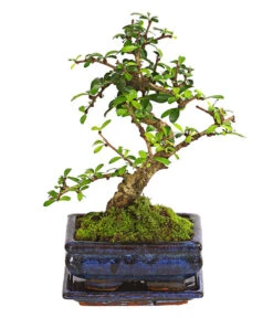 Bonsai Fukientee - Carmona Microphylla, 6 Jahre