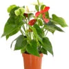 Flamingoblumen-Duo - Anthurium Andreanum 1 Flamingoblumen-Duo - Anthurium Andreanum -Gartenbedarf Angebote 7978026 PR FS 001 AnthuriumAndreanumFlamingoblumeTwinT14DehnerExpressHerzig