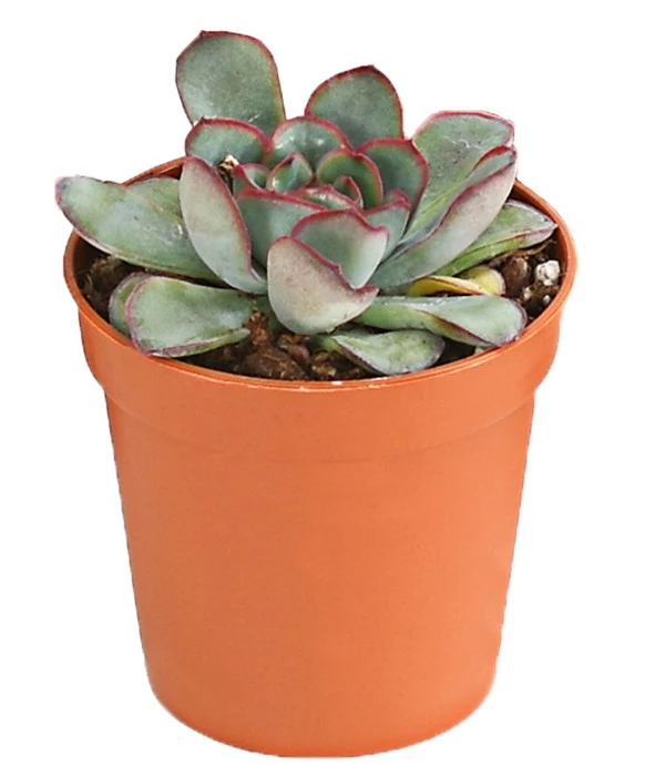 Echeverien-Set - Echeveria, Verschiedene Sorten 7 Echeverien-Set - Echeveria, Verschiedene Sorten – Bild 5