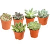 Echeverien-Set - Echeveria, Verschiedene Sorten 2 Echeverien-Set - Echeveria, Verschiedene Sorten -Gartenbedarf Angebote 7978117 PR FS Mix EcheverieSukkulenten6erSetT6DehnerExpressHerzig