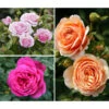 Rosen-Set Dufterlebnis, Pink/lavendel/apricot, 3-teilig 2 Rosen-Set Dufterlebnis, Pink/lavendel/apricot, 3-teilig -Gartenbedarf Angebote 7978141 PR MO 001 RosenpaketDufterlebnisTantau