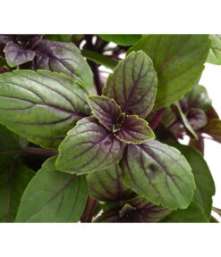 Dehner Gourmet Garten Strauchbasilikum 'Magic Blue' 13 Dehner Gourmet Garten Strauchbasilikum 'Magic Blue' -Gartenbedarf Angebote 8001869 WE DE 001 GourmetGartenBasilikumMagicBlue