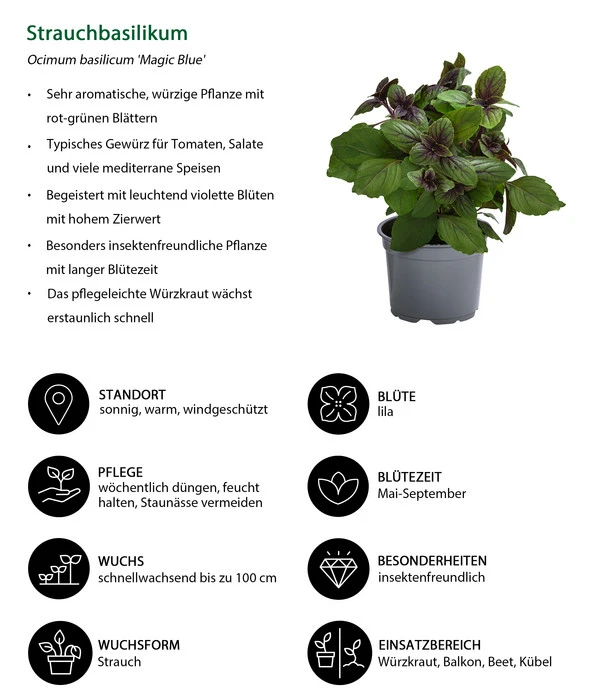Dehner Gourmet Garten Strauchbasilikum 'Magic Blue' 7 Dehner Gourmet Garten Strauchbasilikum 'Magic Blue' – Bild 5