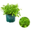 Bioland Rucola 1 Bioland Rucola -Gartenbedarf Angebote 8002222 WE FS 001 BioRucola